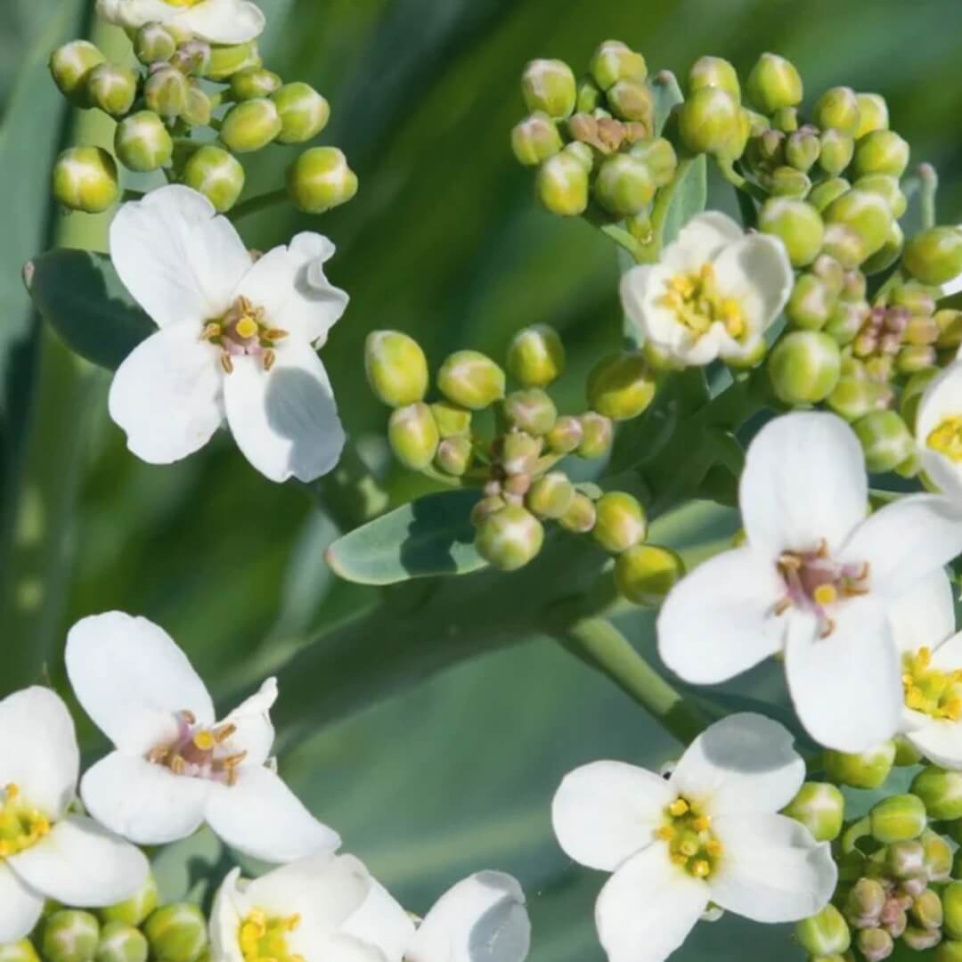 Close-up of white Abyssinian flowers with green buds and leaves on a blurred green background