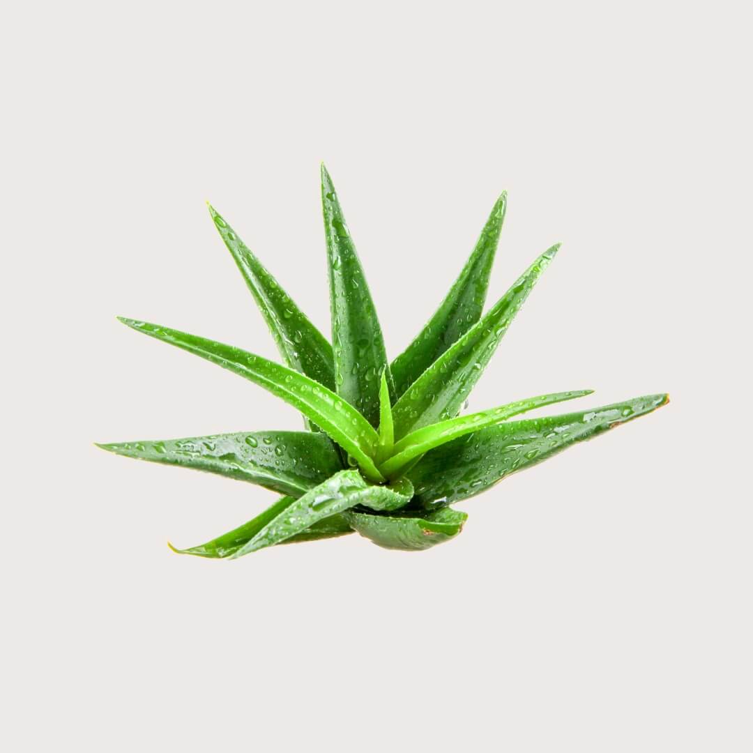 Green aloe vera plant on a light gray background