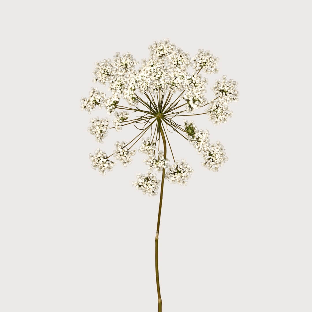 Single stem of carrot seed white flowers on a light gray background