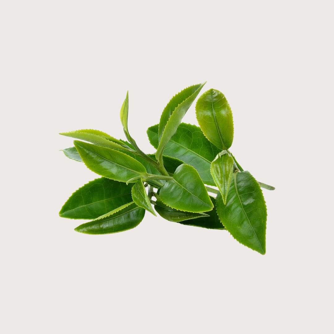 Close-up of green tea leaves on a light gray background