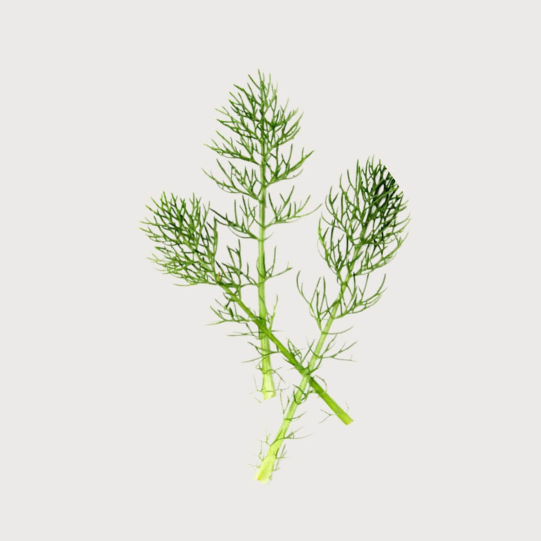 Green Horsetail herb on a light gray background