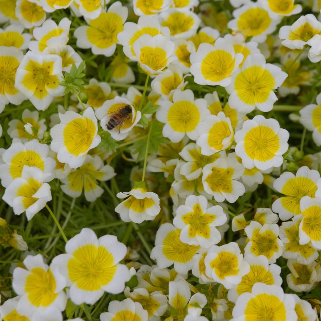 Close-up of white and yellow Meadow Foam flowers with a bee on a green background