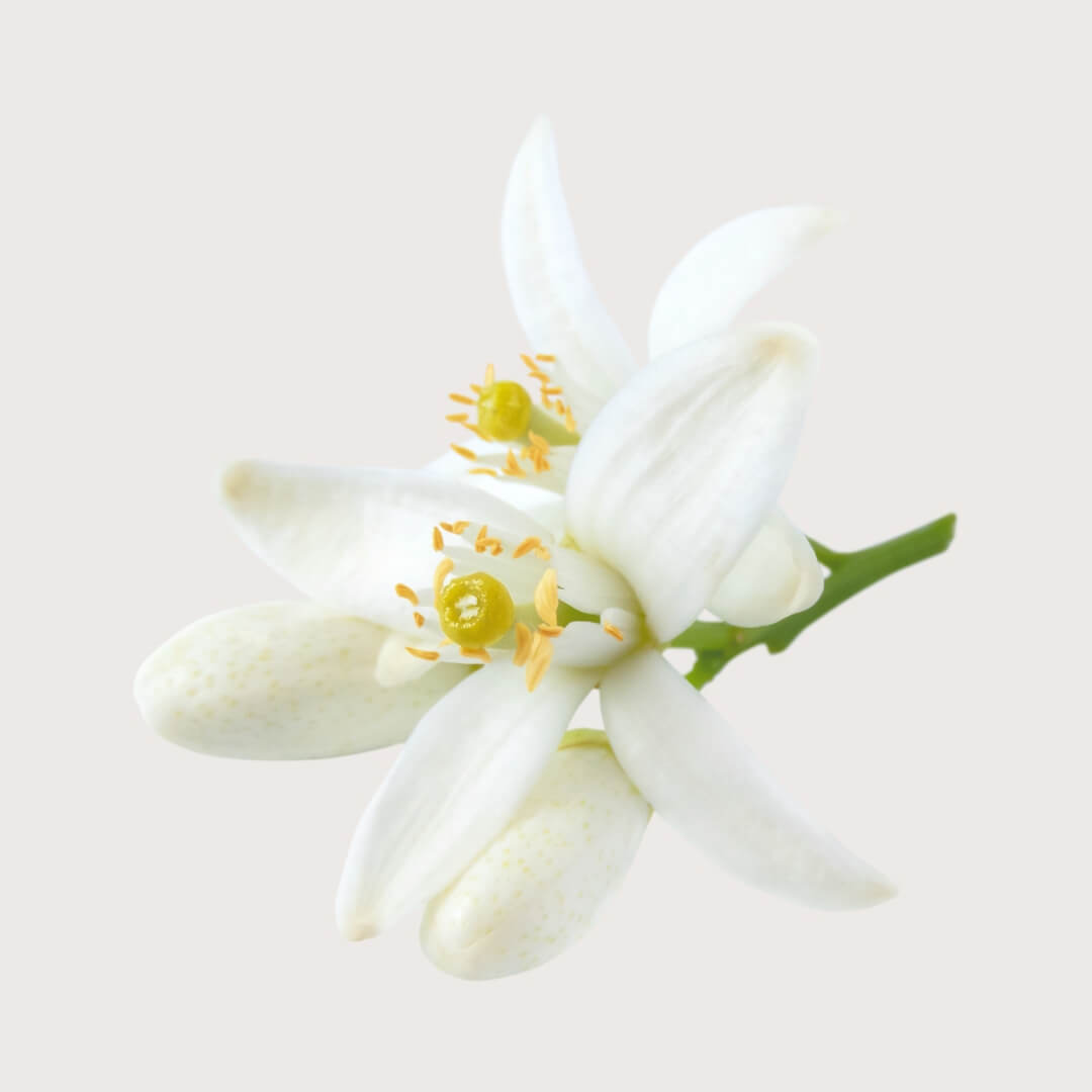 Close-up of a neroli flower with a light gray background