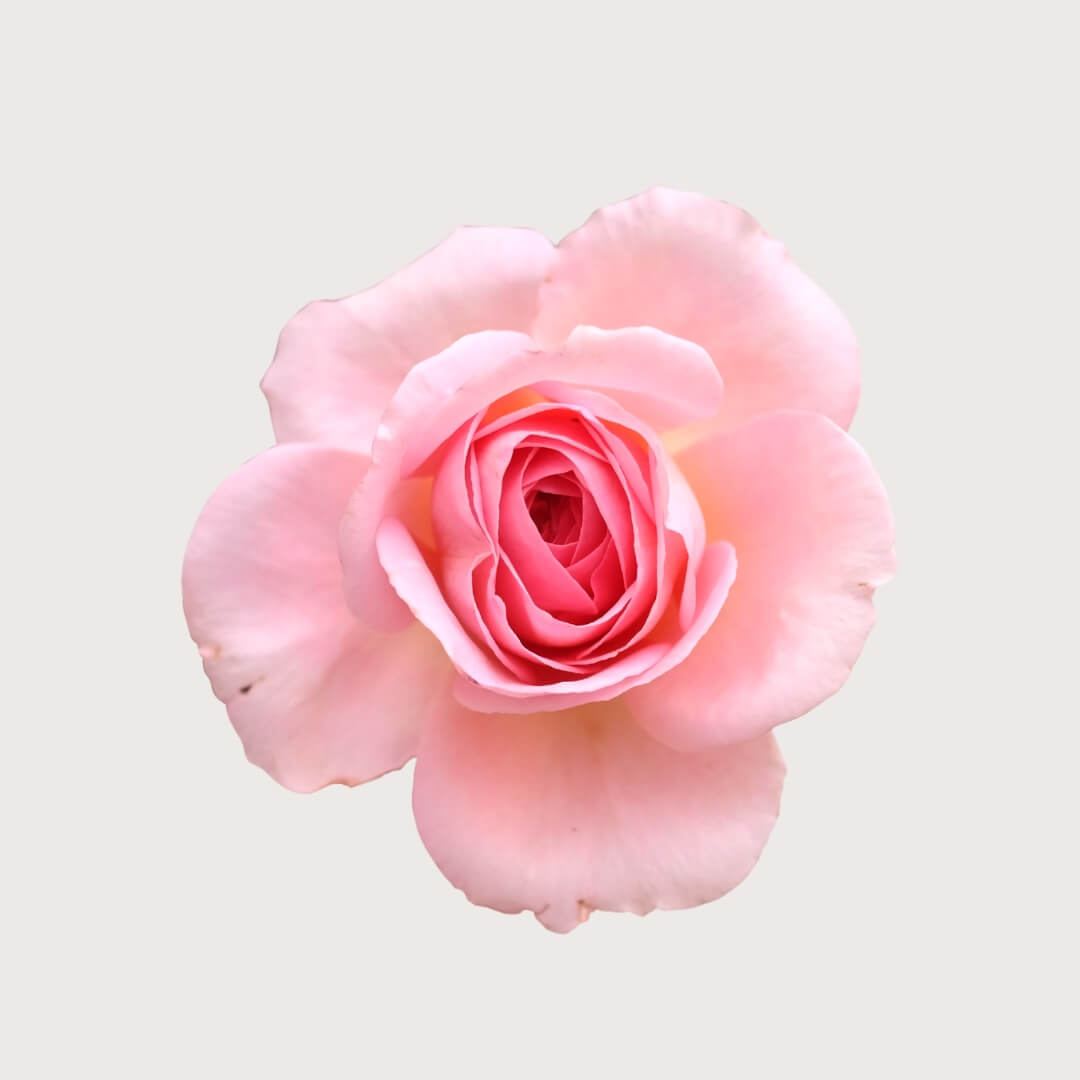 Close-up of a pink rose on a light gray background
