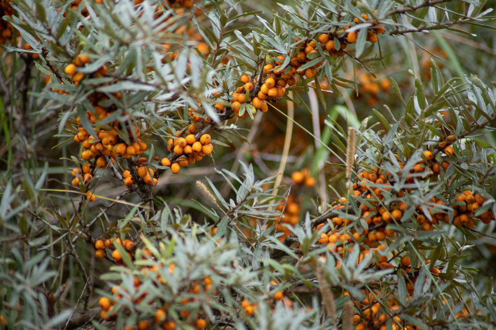 Branches of a Sea Buckthorn bush with orange berries and green leaves