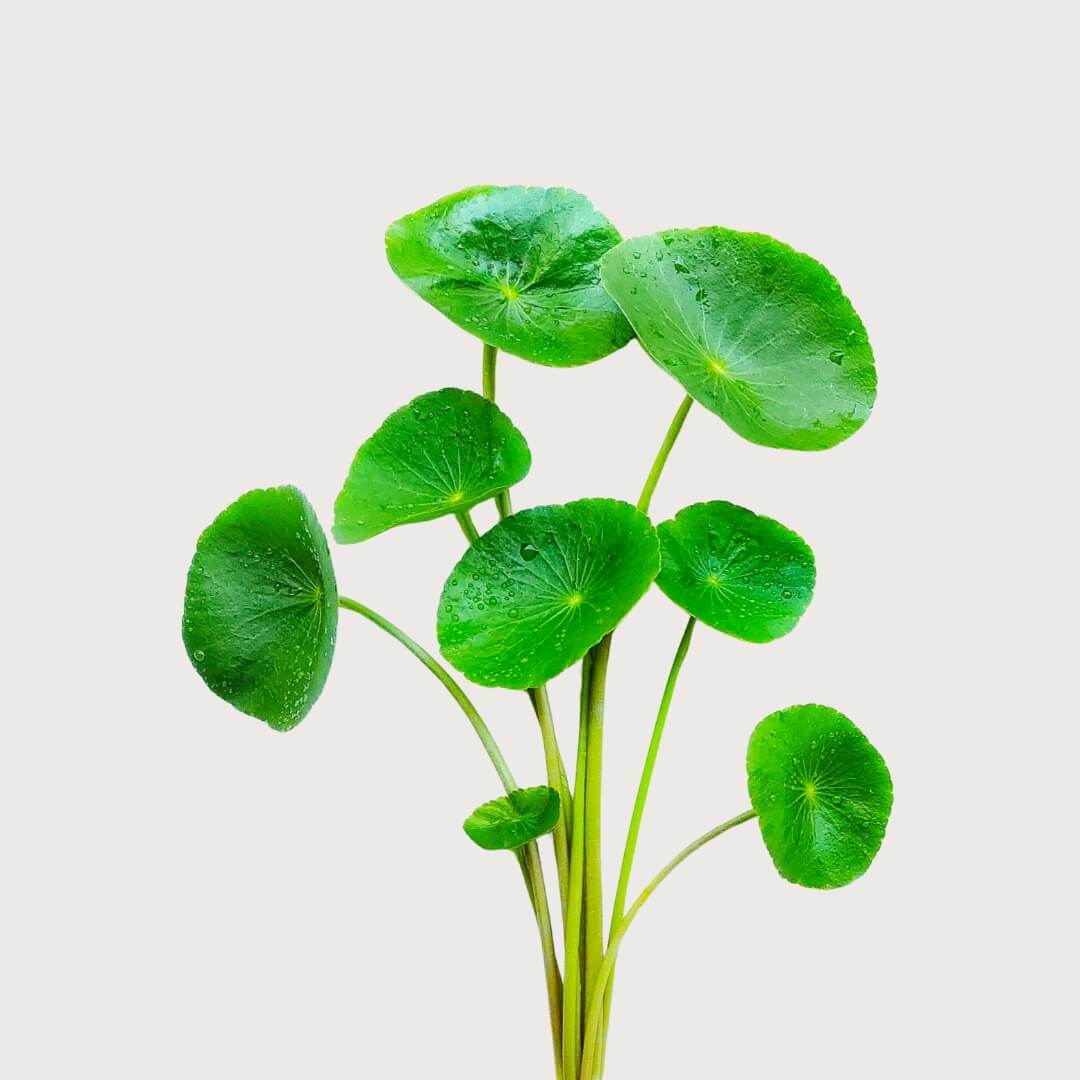 Green Gotu Kola leaves on a light gray background